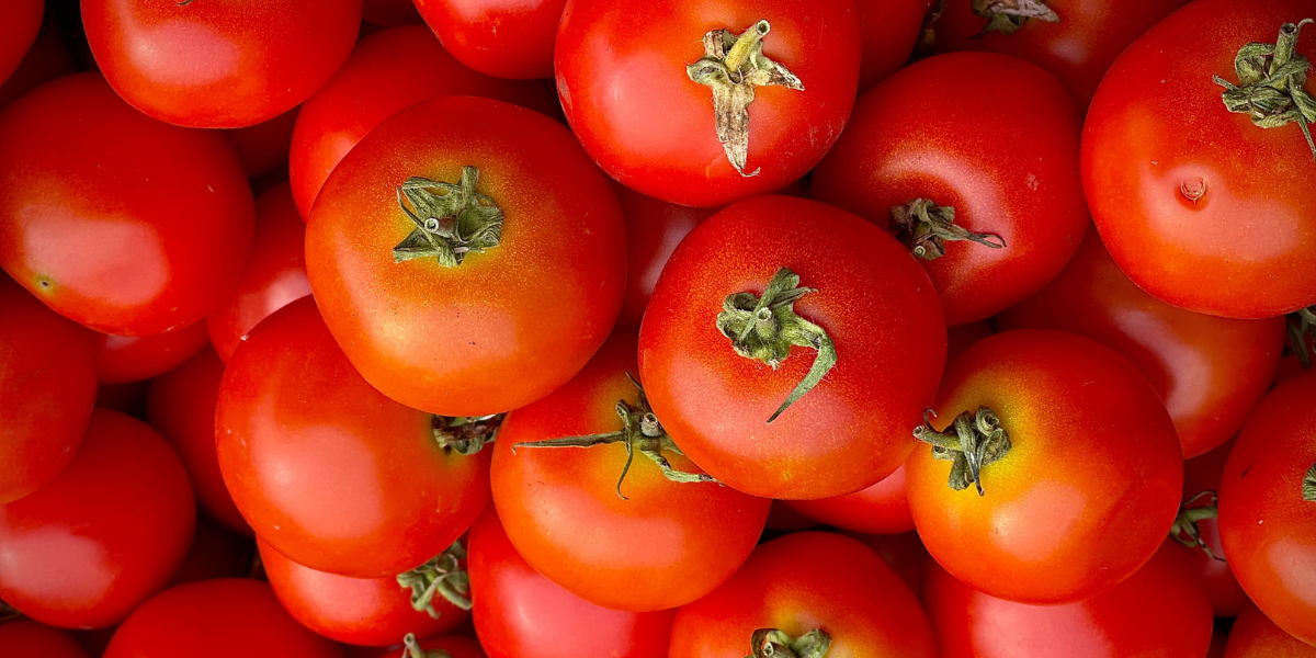 Fresh Tomatoes